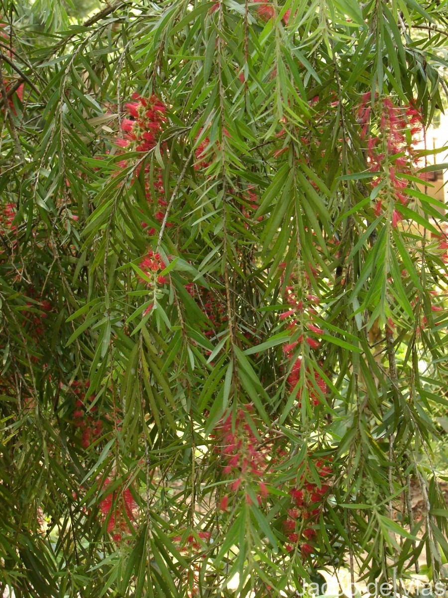 Melaleuca viminalis (Sol. ex Gaertn.) Byrnes